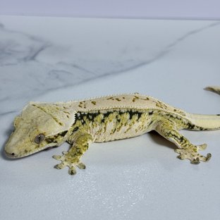 자스민