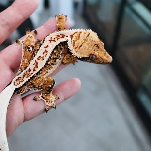 백두