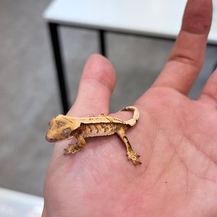 트라이 익스트림할리퀸 화이트핀 화이트스팟