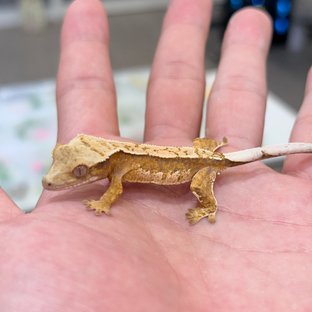 트라이 익스트림할리퀸