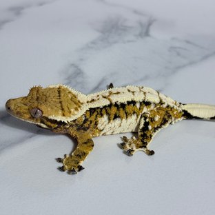 트라이 익스트림할리퀸 화이트핀 화이트스팟