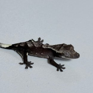 아잔틱