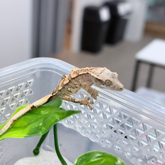 트라이 익스트림할리퀸 화이트핀 화이트스팟