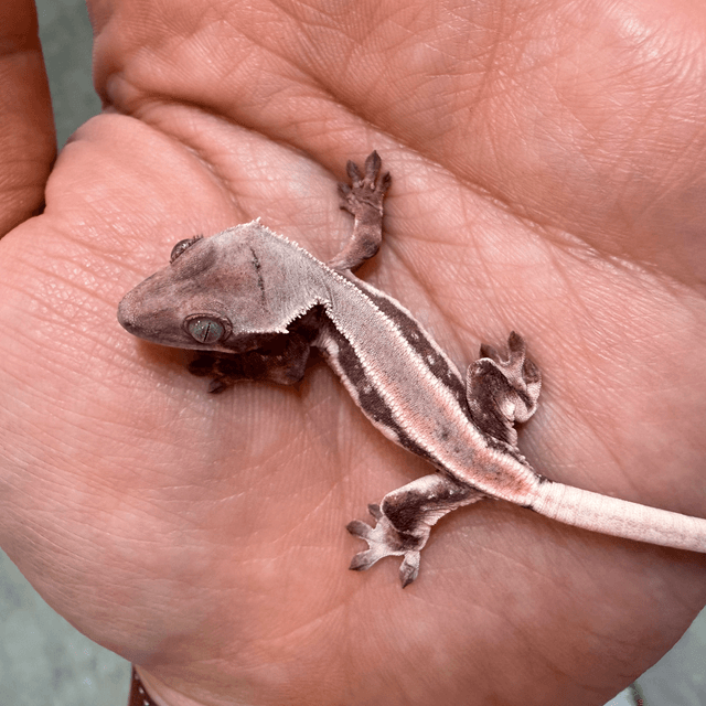 릴리화이트 초초