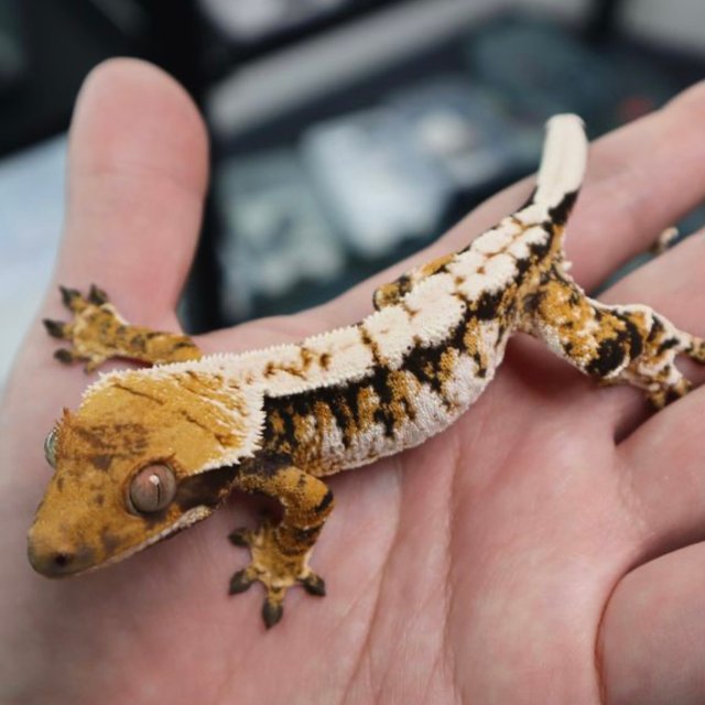 트라이 익스트림할리퀸 화이트스팟 화이트핀