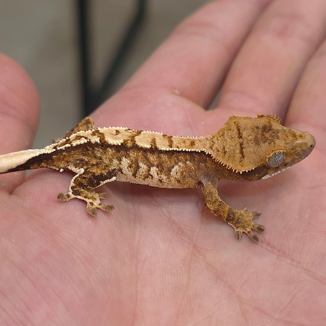 트라이 익스트림할리퀸 화이트핀