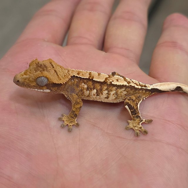 트라이 익스트림할리퀸 화이트핀