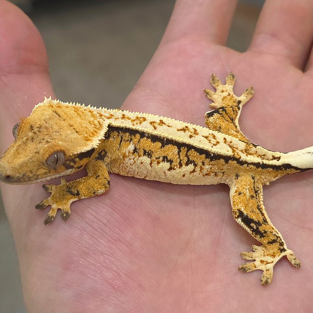 노멀 트라이 익스트림할리퀸