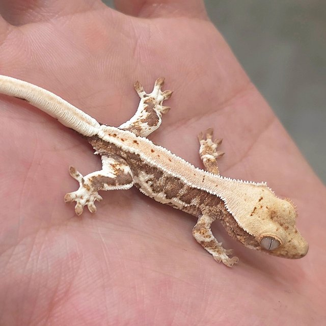 릴리100%헷아잔틱