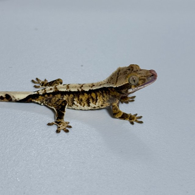 트라이 익스트림할리퀸 화이트핀