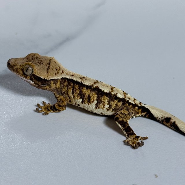 트라이 익스트림할리퀸 화이트핀