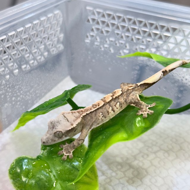 트라이 익스트림할리퀸 화이트핀 화이트스팟