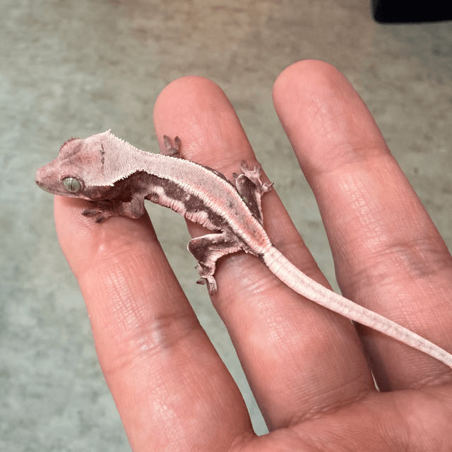 릴리화이트 초초