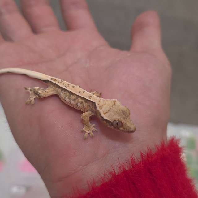 트라이 익스트림할리퀸 화이트핀 쿼드 화이트스팟