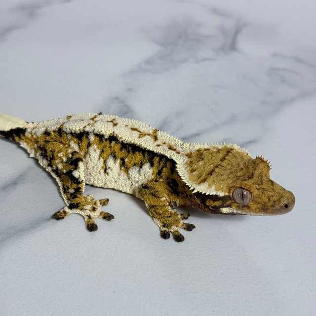 트라이 익스트림할리퀸 화이트핀 화이트스팟