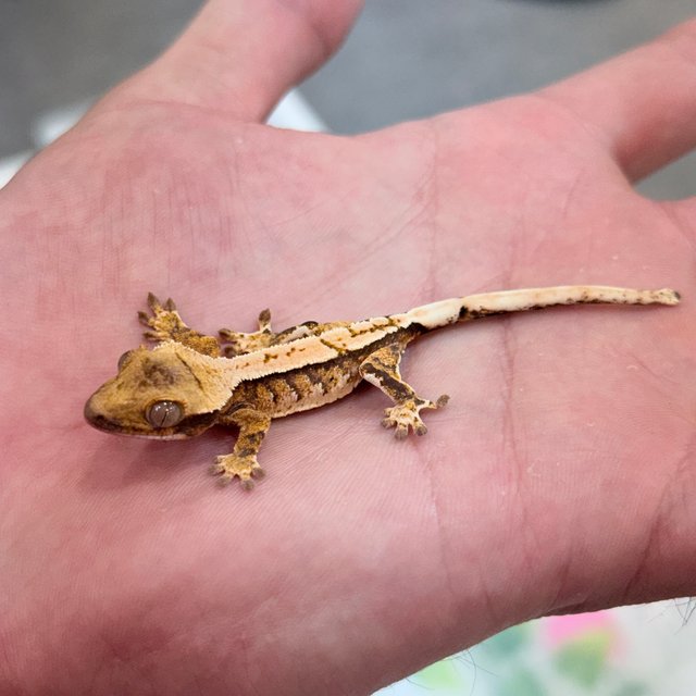 트라이 익스트림할리퀸 화이트핀 화이트스팟