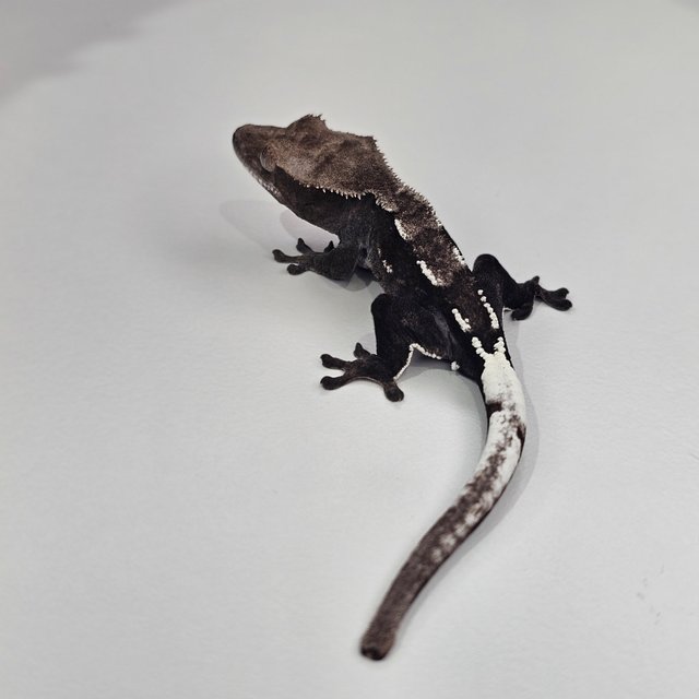 아잔틱