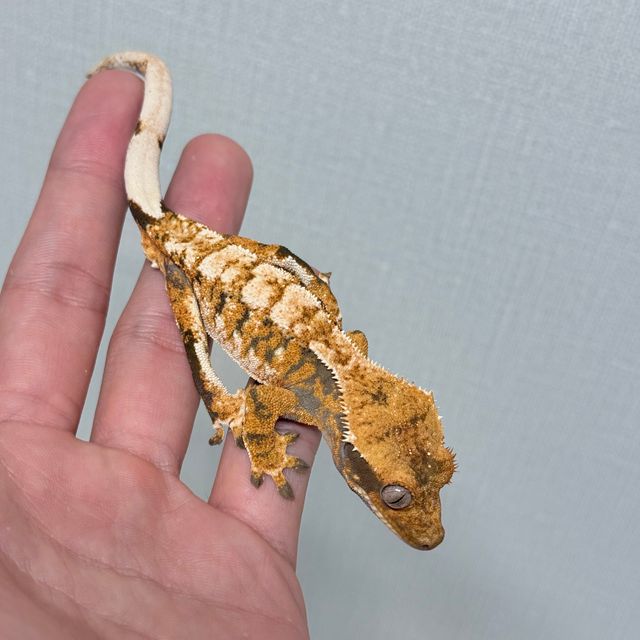 트라이 익스트림할리퀸 텐저린 화이트핀