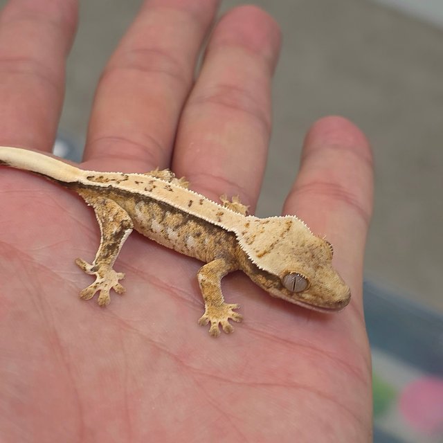 트라이 익스트림할리퀸 화이트핀 쿼드 화이트스팟