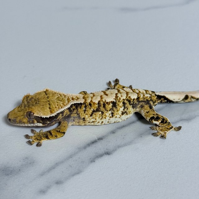 트라이 익스트림할리퀸 화이트핀 화이트스팟