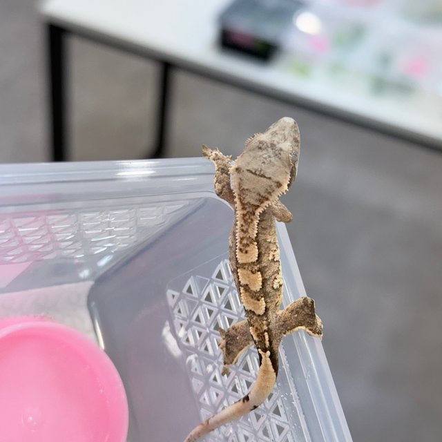 트라이 익스트림할리퀸 화이트핀 화이트스팟