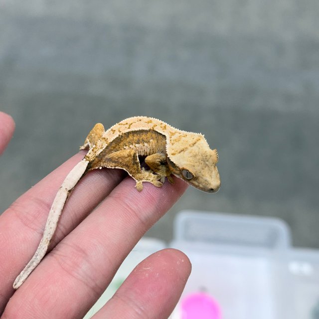 트라이 익스트림할리퀸