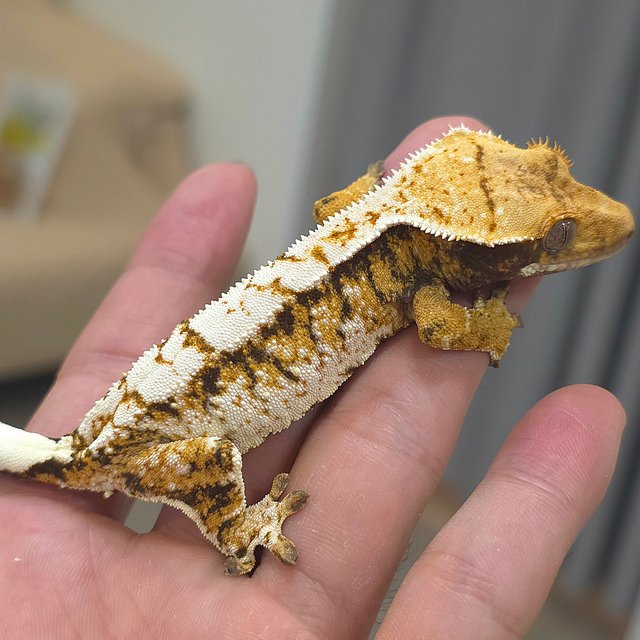 노멀 트라이 익스트림할리퀸 화이트스팟 화이트핀 화이트크라운