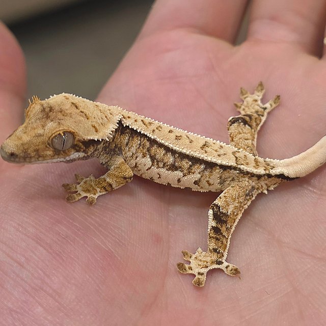 노멀 트라이 쿼드 화이트핀 화이트스팟 화이트크라운