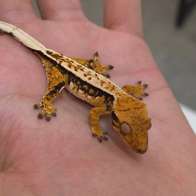 트라이 익스트림할리퀸 화이트핀 화이트크라운