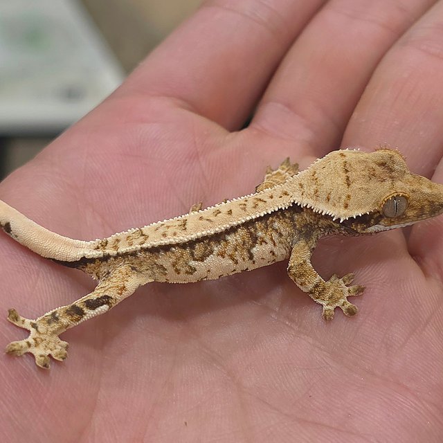 노멀 트라이 쿼드 화이트핀 화이트스팟 화이트크라운