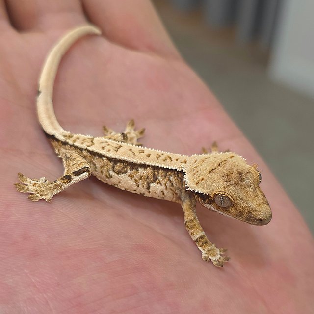 노멀 트라이 쿼드 화이트핀 화이트스팟 화이트크라운