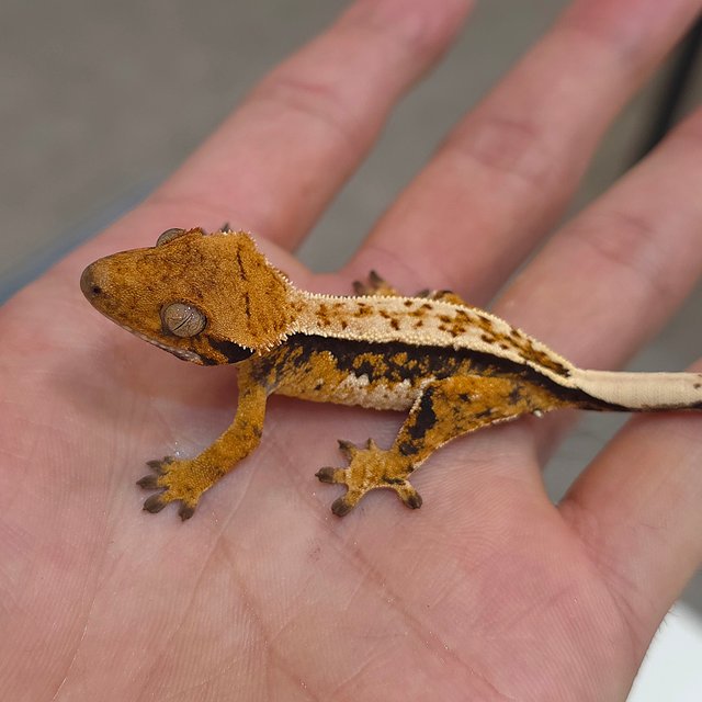 트라이 익스트림할리퀸 화이트핀 화이트크라운