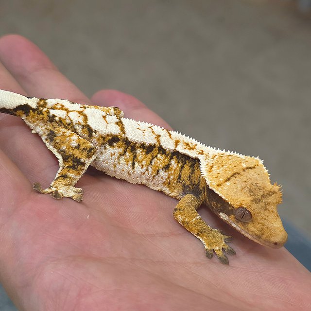 노멀 트라이 익스트림할리퀸 화이트스팟 화이트핀 화이트크라운