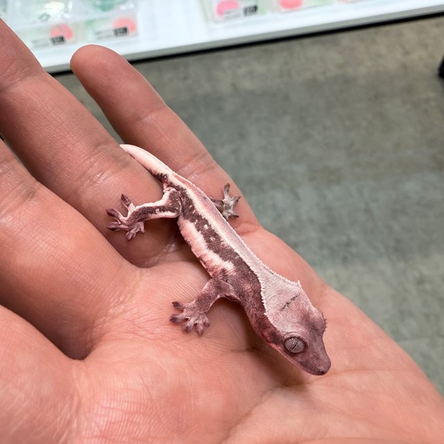 릴리화이트 초초