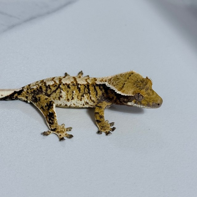 트라이 익스트림할리퀸 화이트핀 화이트스팟