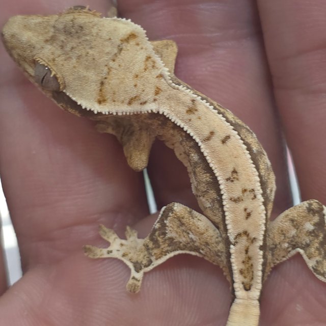 트라이 익스트림할리퀸 화이트핀 쿼드 화이트스팟