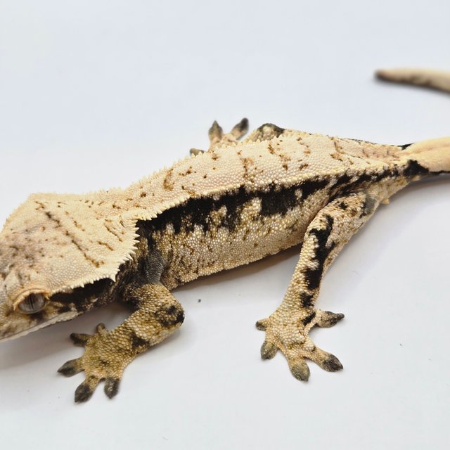 노멀 트라이 드리피 화이트스팟 화이트포트홀