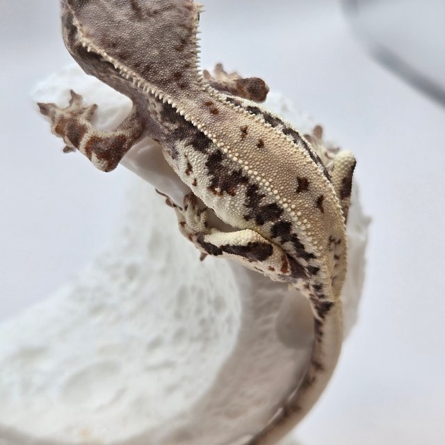 프라푸치노 크림 화이트 드리피