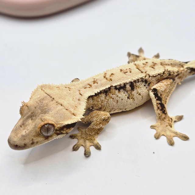 노멀 트라이 드리피 화이트스팟 화이트포트홀