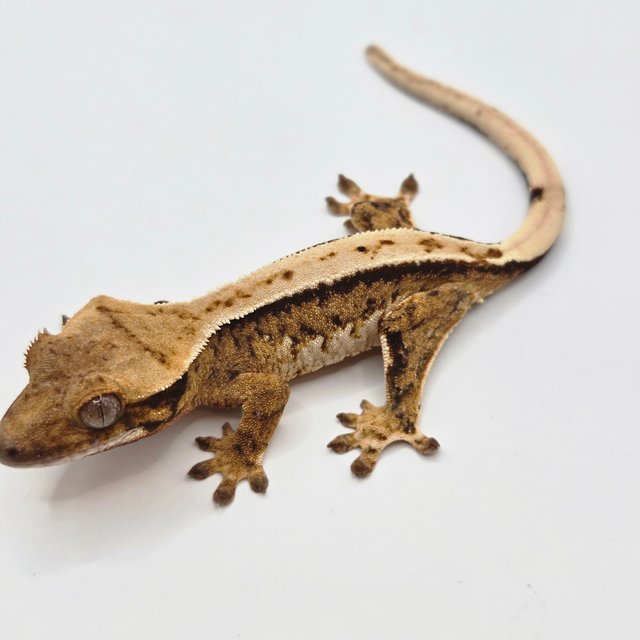 노멀 트라이 드리피 쿼드 화이트스팟 화이트