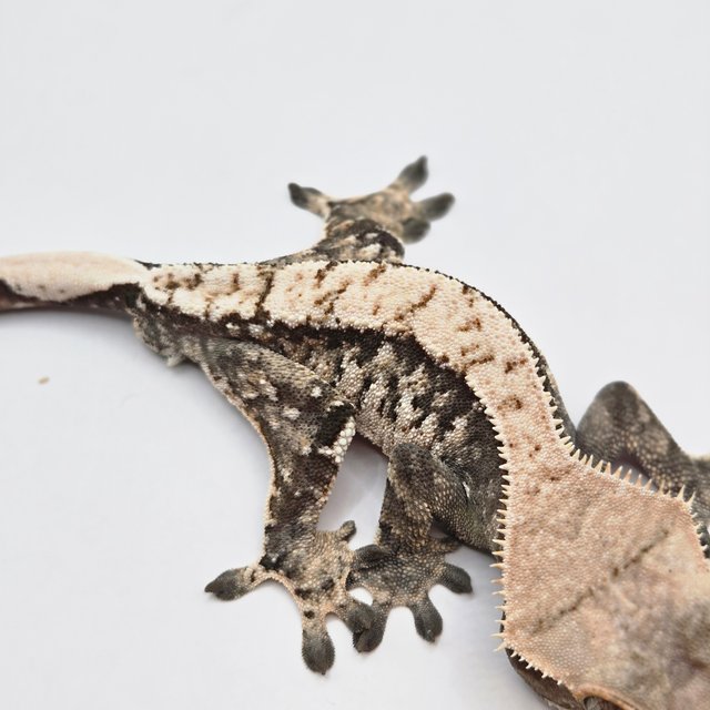 노멀 트라이 화이트스팟