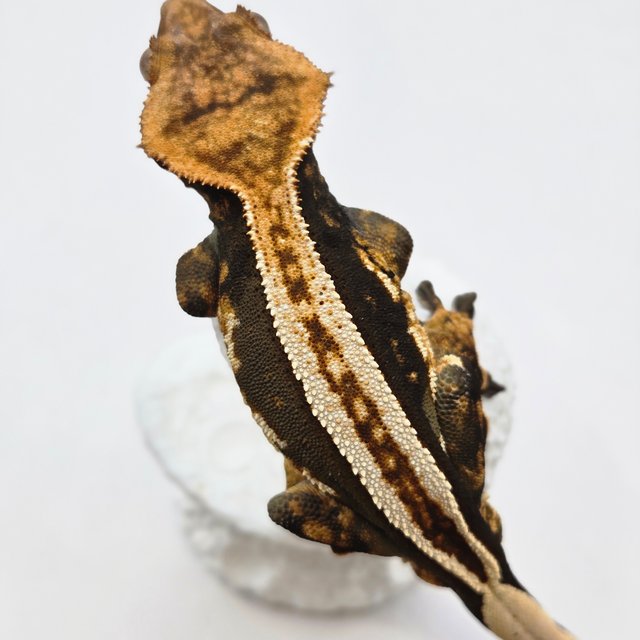 엠티백 다크 슈퍼스트라이프 쿼드 풀핀