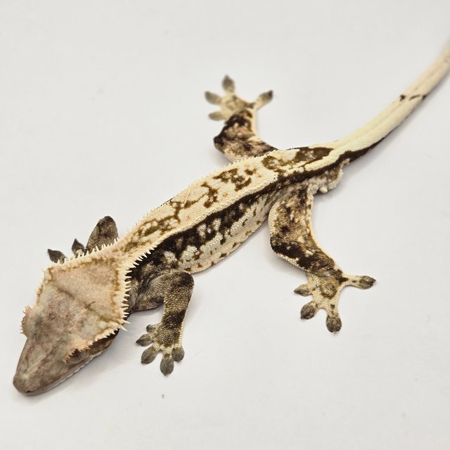 쿼드 핀스트라이프 풀핀 다크