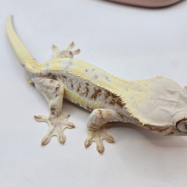 릴리화이트 레드 트라이