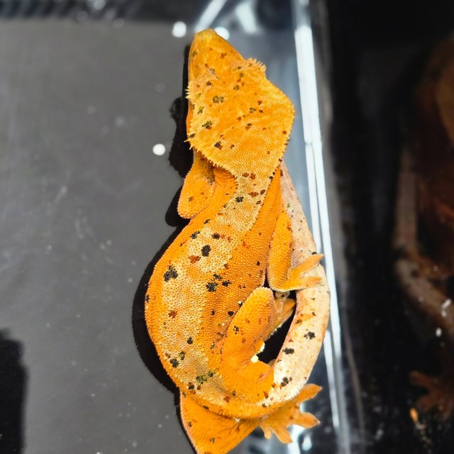 달마시안 슈퍼달마시안 레드