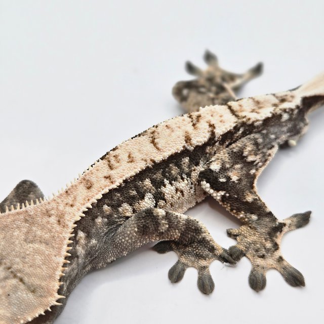 노멀 트라이 화이트스팟