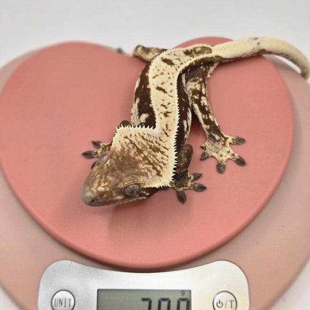 레드 쿼드 풀핀 노멀