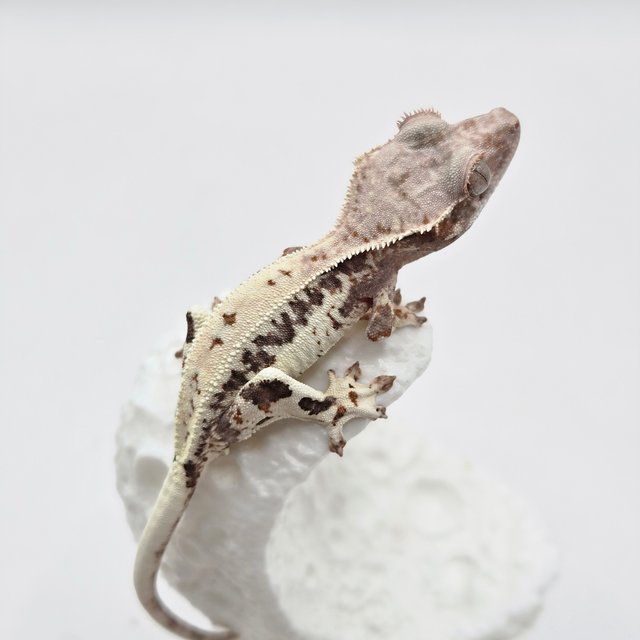 프라푸치노 크림 화이트 드리피