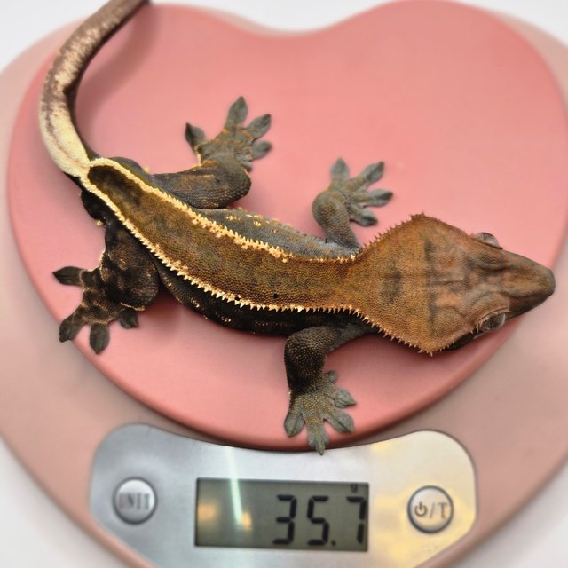 카푸치노 엠티백