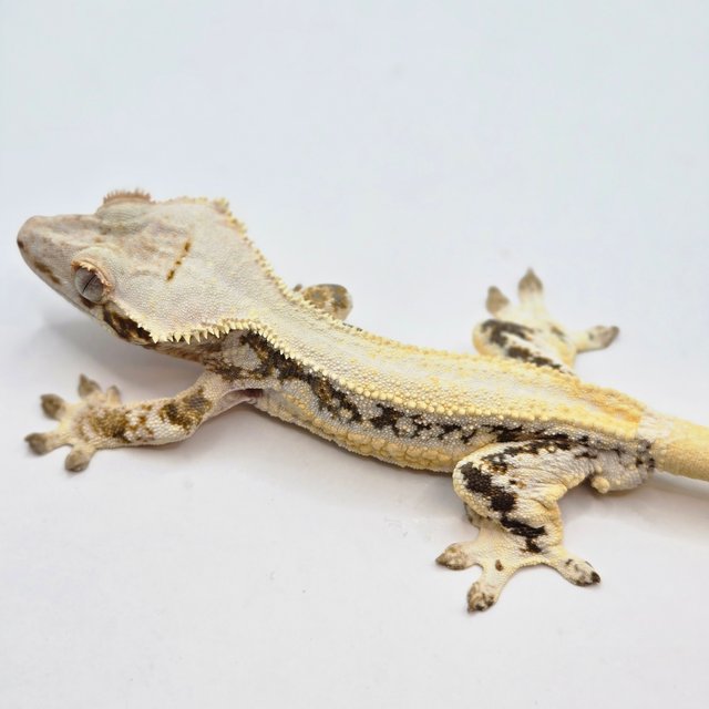 릴리화이트 풀핀